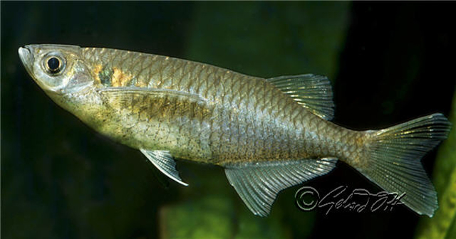 (Laubuca) Род ЛАУБУКИ 8 видов